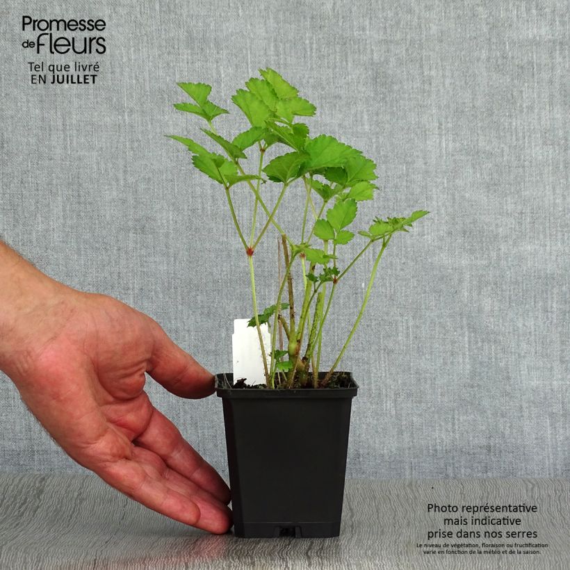 Astilbe chinensis Purpurkerze 8/9 cm pot sample as delivered in summer