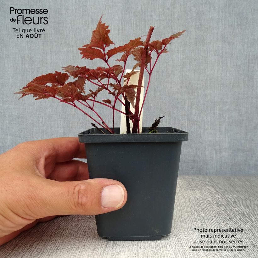 Astilbe 'Chocolate Shogun' 8/9 cm pot sample as delivered in summer