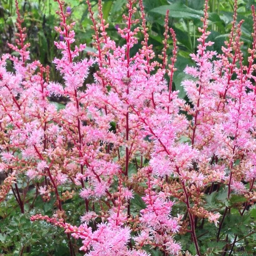 Astilbe Delft Lace - Japanese Astilbe (Flowering)