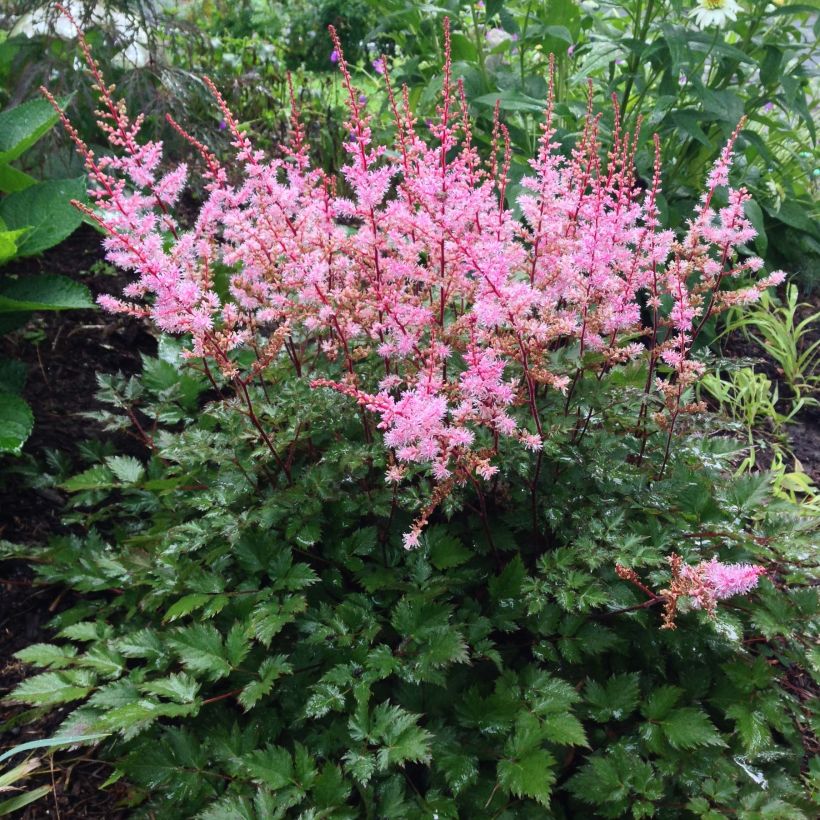 Astilbe Delft Lace - Japanese Astilbe (Plant habit)