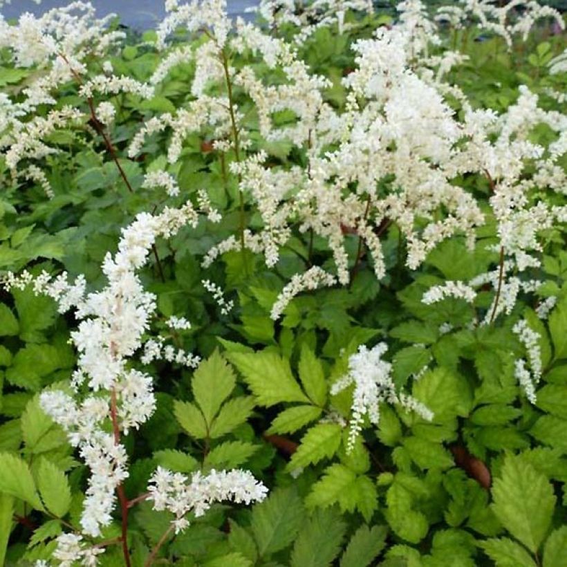 Astilbe thunbergii 'Professor van der Wielen' (Foliage)