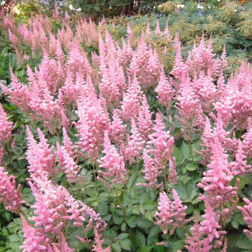 Astilbe chinensis Vision in Pink (Flowering)