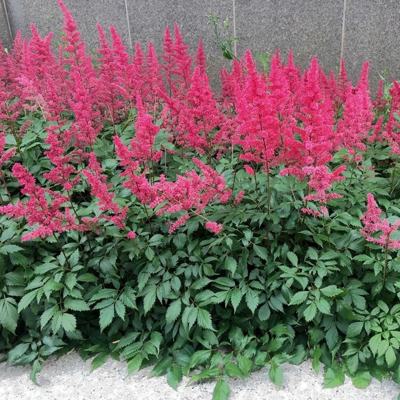 Astilbe chinensis 'Vision in Red' (Plant habit)