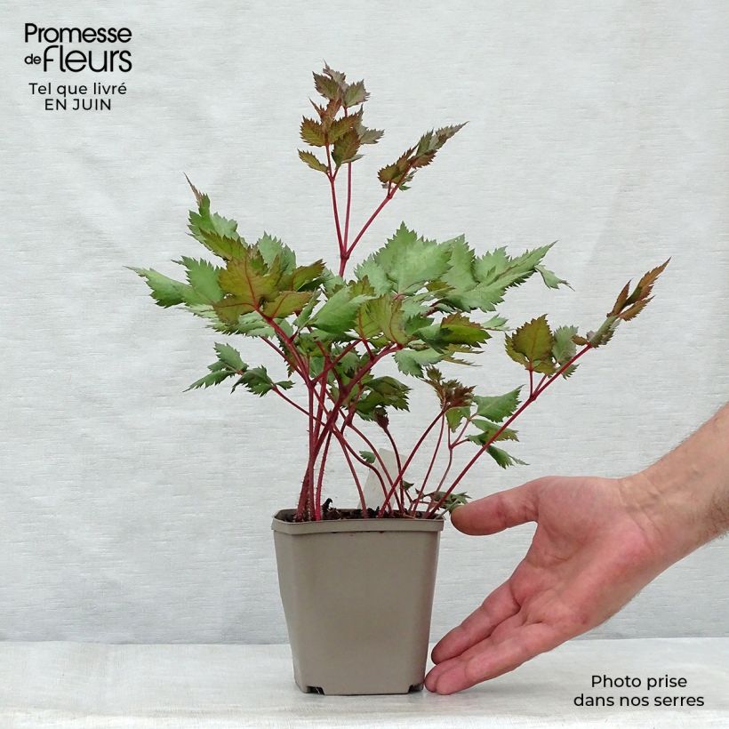 Astilbe chinensis 'Vision in Red' 8/9 cm pot sample as delivered in summer