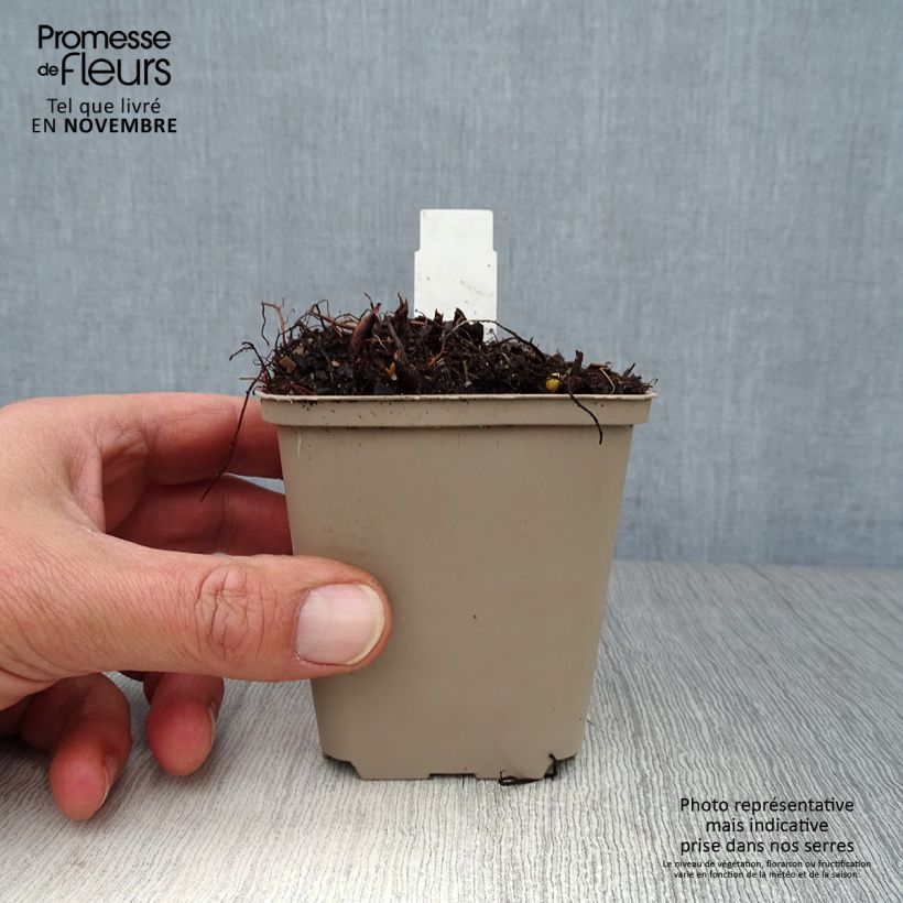 Astilbe japonica 'Washington' 8/9 cm pot sample as delivered in autumn