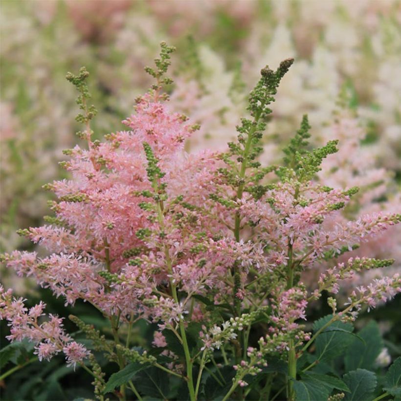 Astilbe Younique Silvery Pink - False Spirea (Flowering)