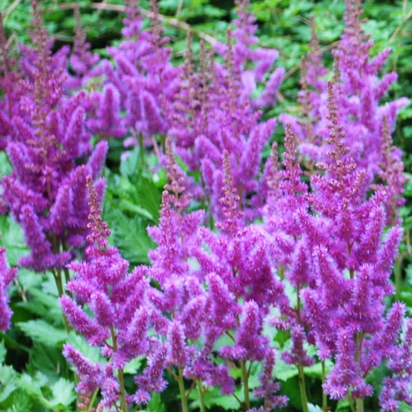 Astilbe arendsii Amethyst (Flowering)