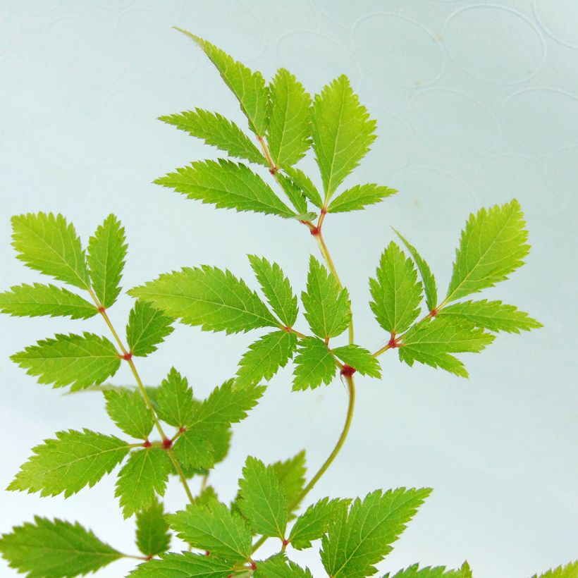 Astilbe arendsii Anita Pfeiffer (Foliage)