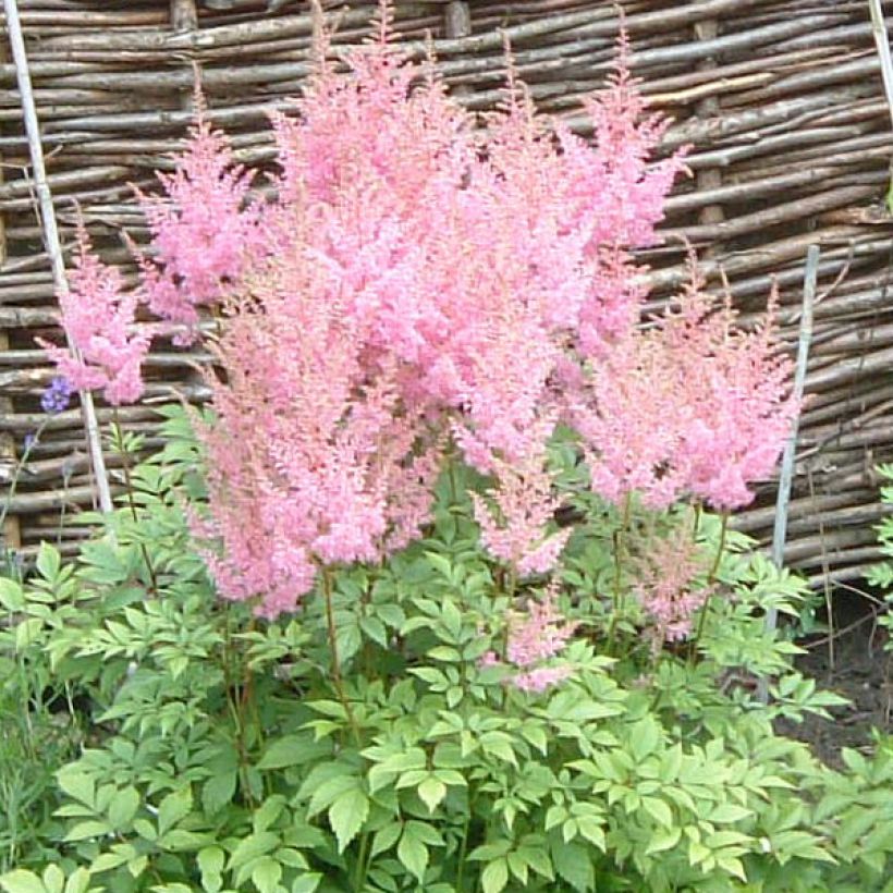 Astilbe arendsii Anita Pfeiffer (Flowering)