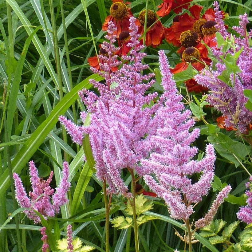 Astilbe Color Flash Lime (Flowering)