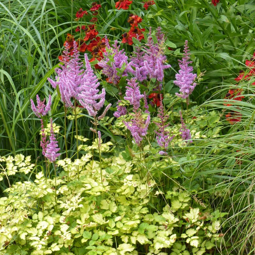 Astilbe Color Flash Lime (Plant habit)