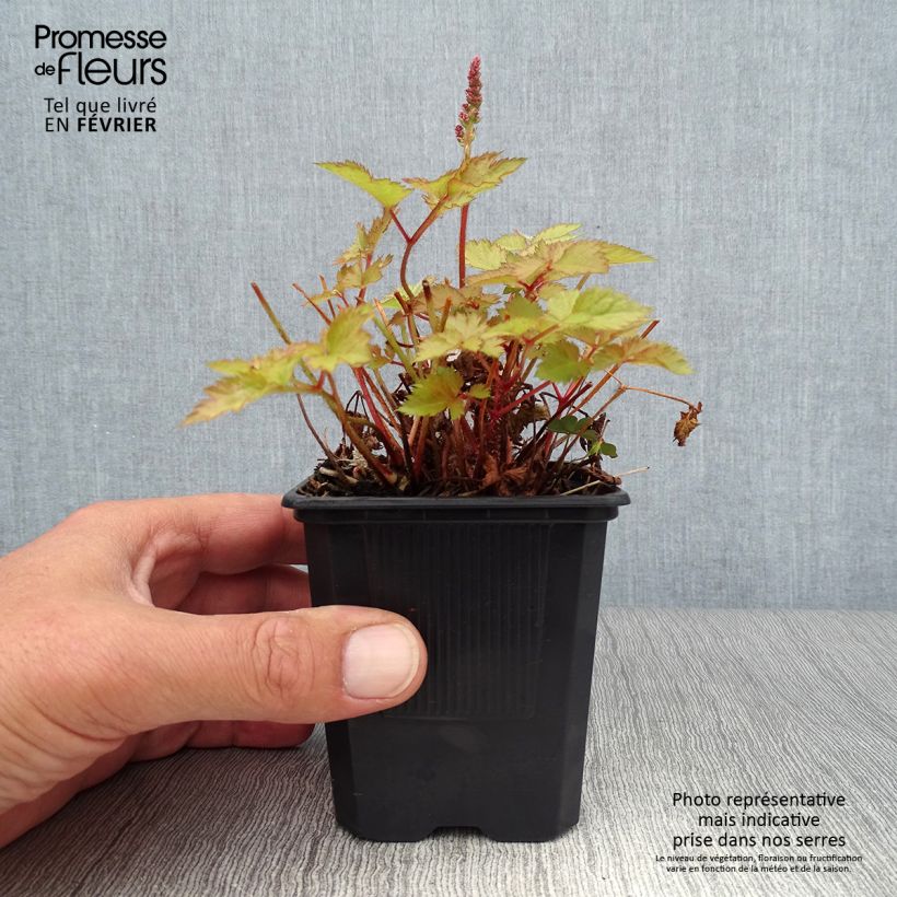 Astilbe Color Flash Lime 8/9 cm pot sample as delivered in autumn