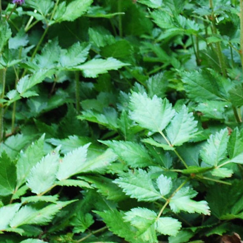 Astilbe arendsii Brautschleier (Foliage)