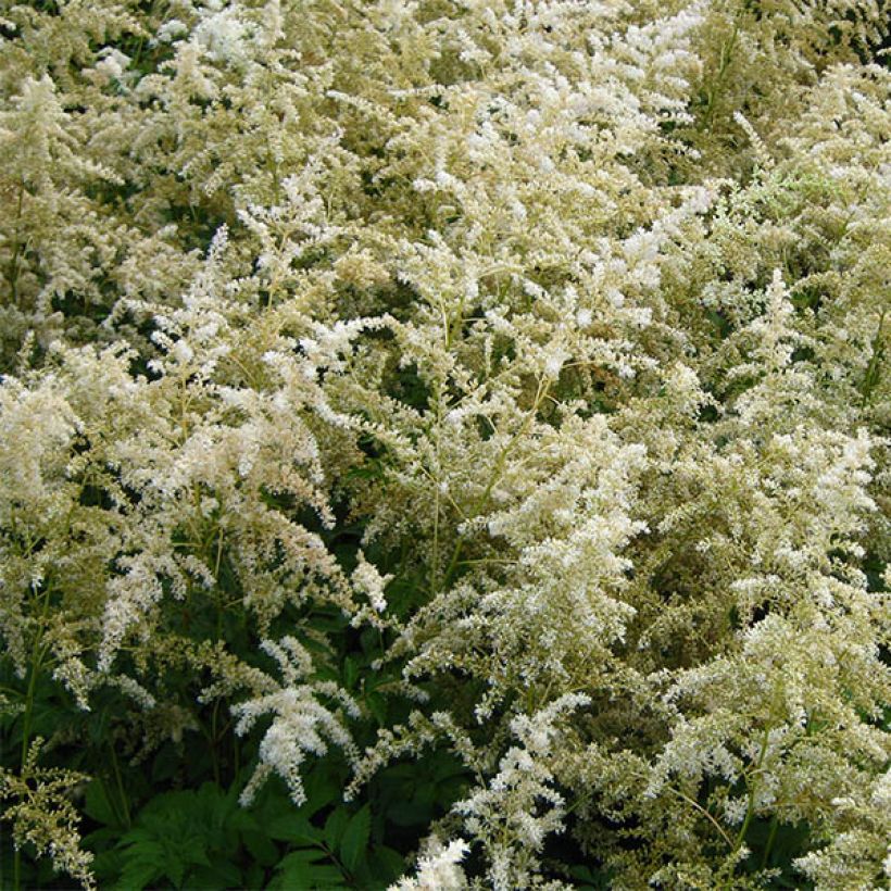 Astilbe arendsii Brautschleier (Flowering)