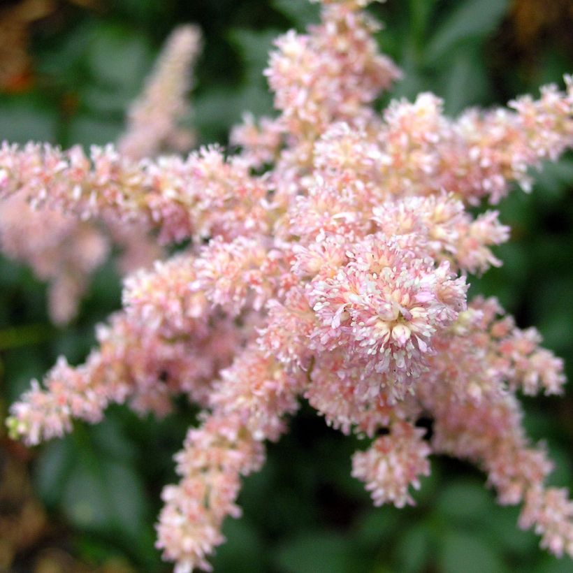 Astilbe arendsii Bressingham Beauty (Flowering)