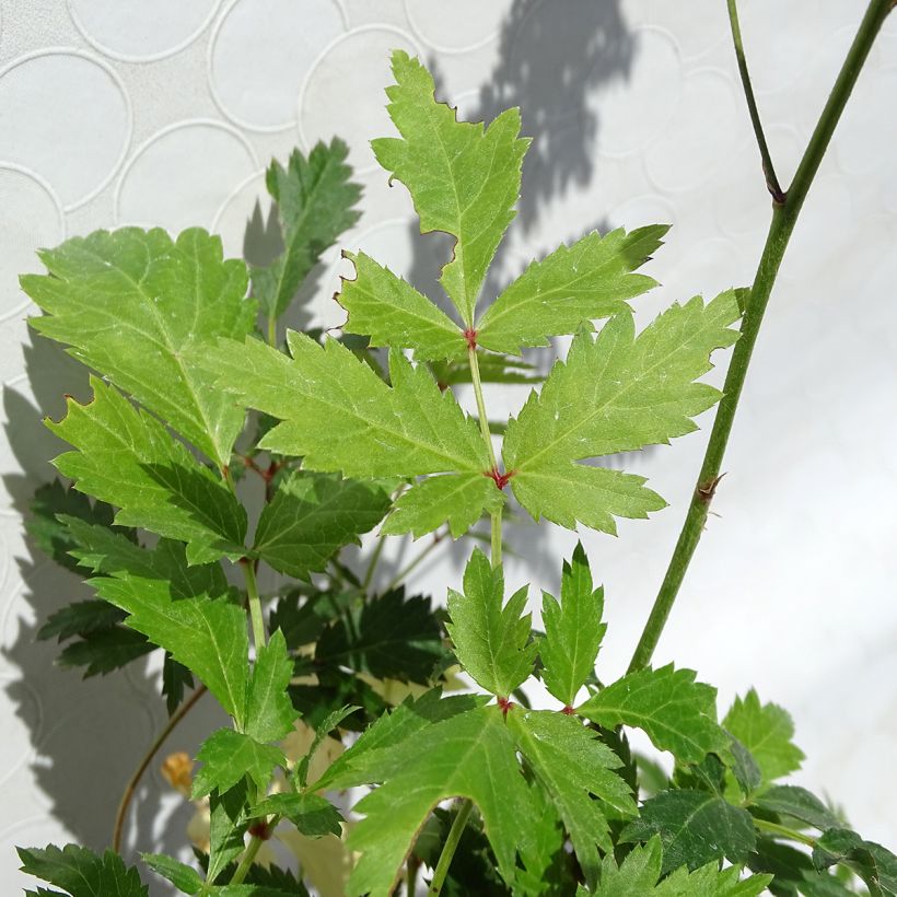 Astilbe arendsii Bumalda (Foliage)