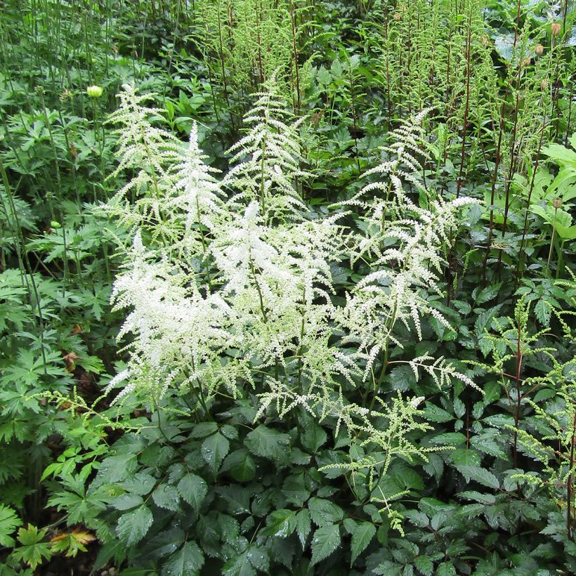 Astilbe arendsii Cappuccino (Plant habit)