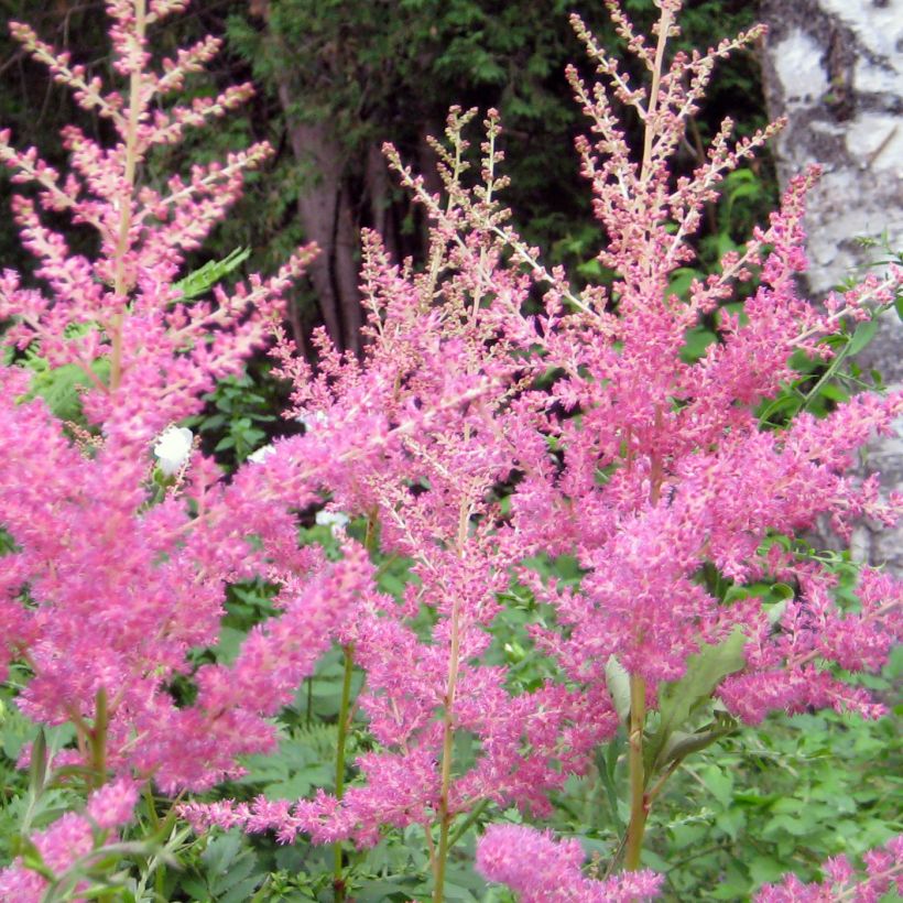 Astilbe arendsii Cattleya (Flowering)