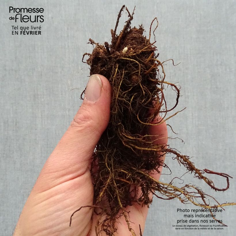 Astilbe Color Flash Lime Bare root sample as delivered in winter