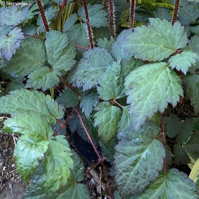 Astilbe Color Flash (Foliage)