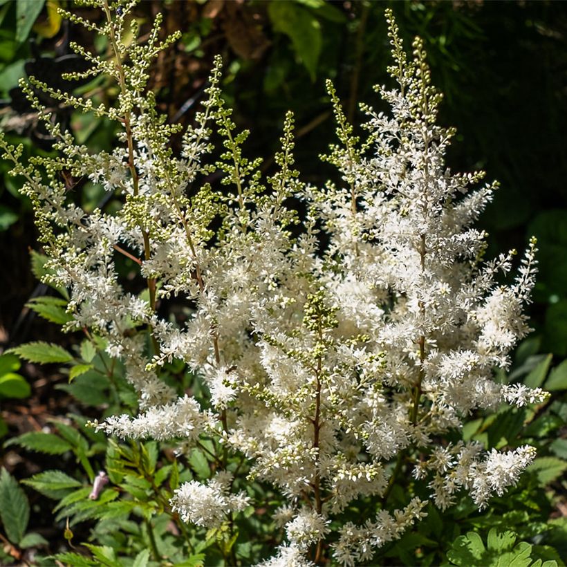 Astilbe arendsii Ellie (Flowering)