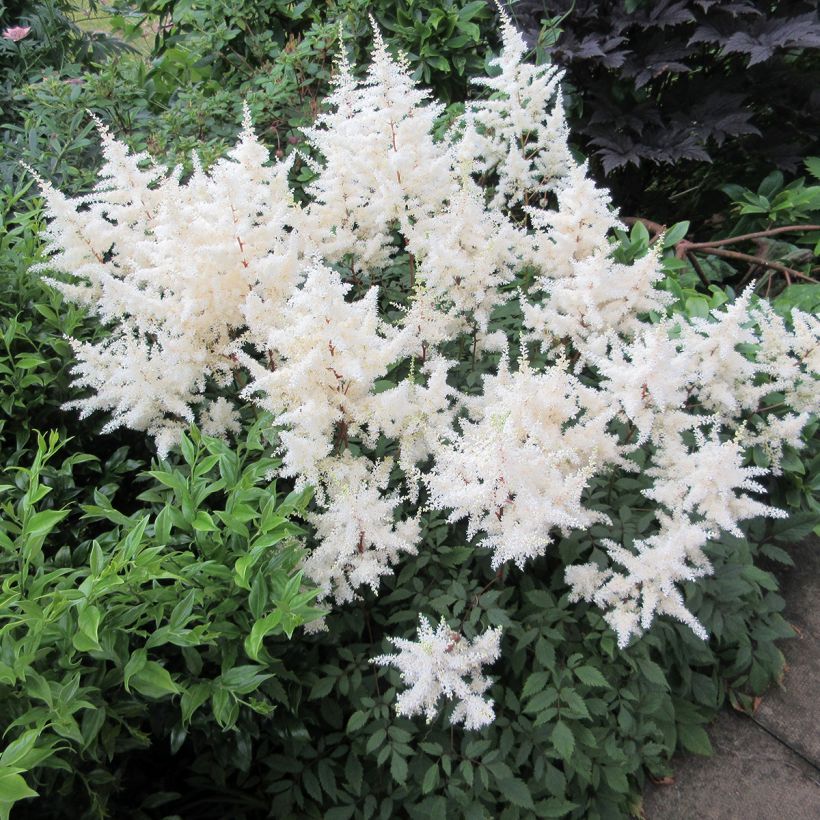 Astilbe arendsii Ellie (Plant habit)