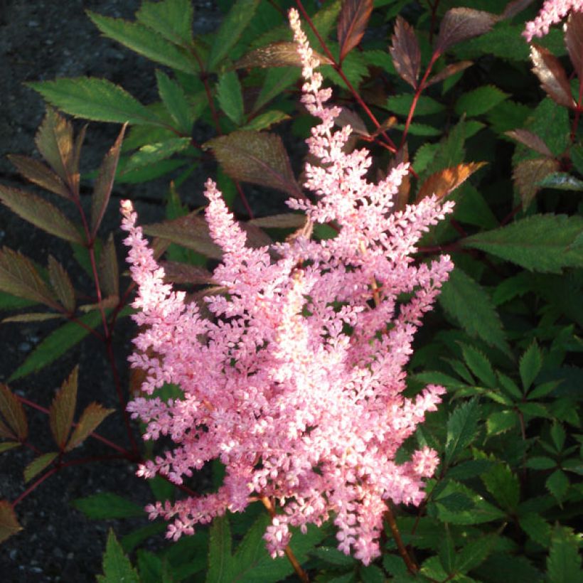 Astilbe arendsii Erika (Flowering)