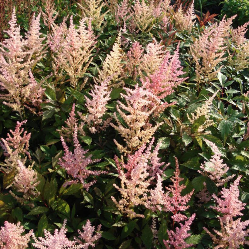 Astilbe arendsii Erika (Plant habit)