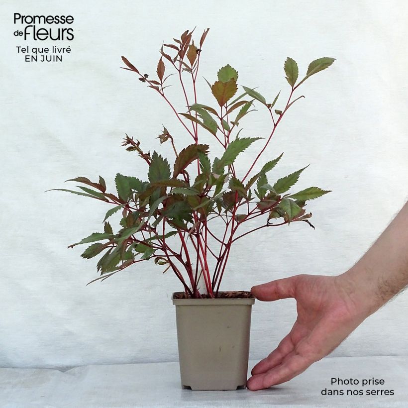 Astilbe arendsii Erika 8/9 cm pot sample as delivered in summer