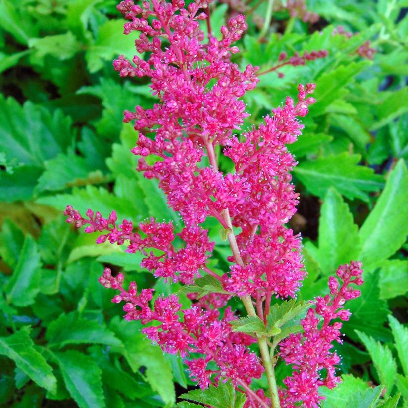 Astilbe Fanal (Flowering)