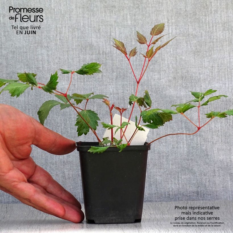 Astilbe Fanal 7/8 cm pot sample as delivered in summer