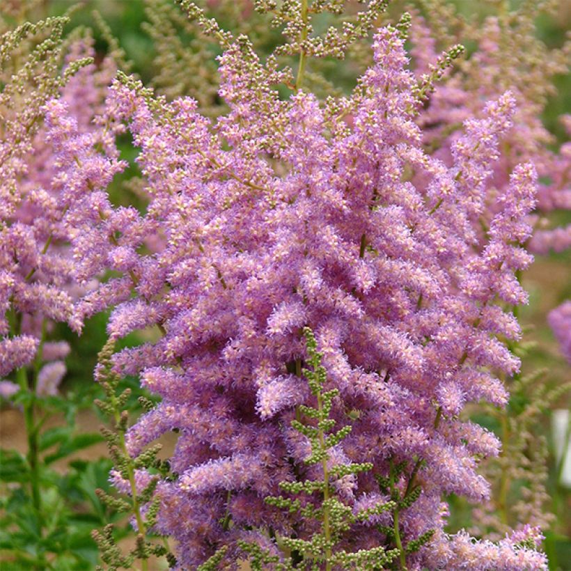 Astilbe arendsii Hyazinth (Flowering)