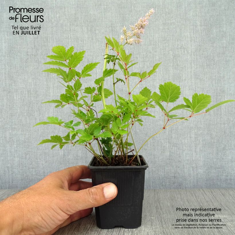 Astilbe arendsii Hyazinth 8/9 cm pot sample as delivered in summer
