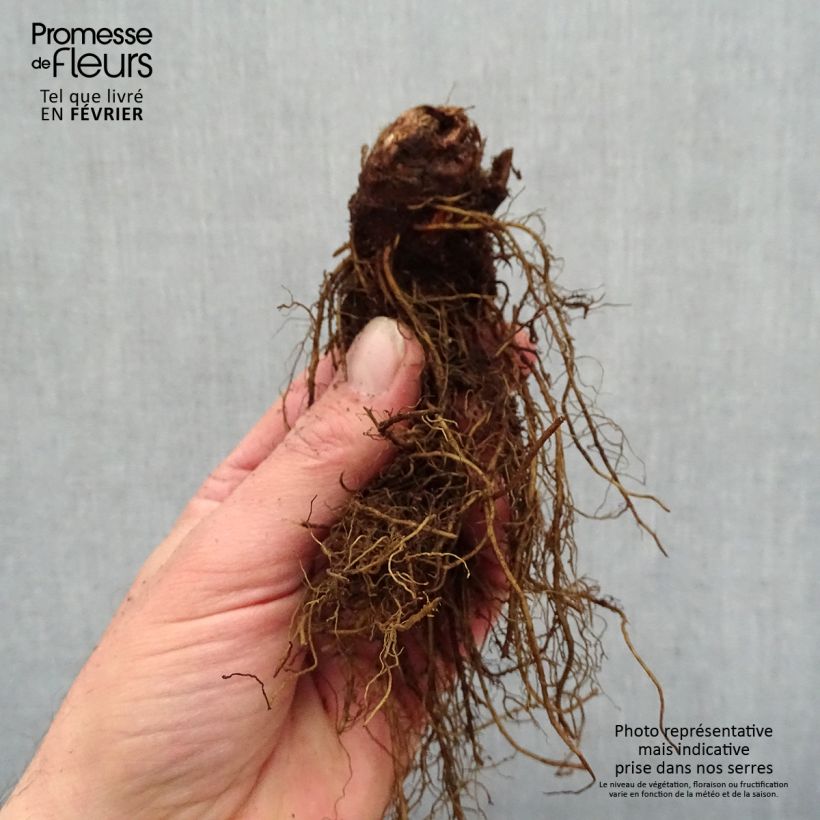 Astilbe arendsii Moccachino Bare root sample as delivered in winter