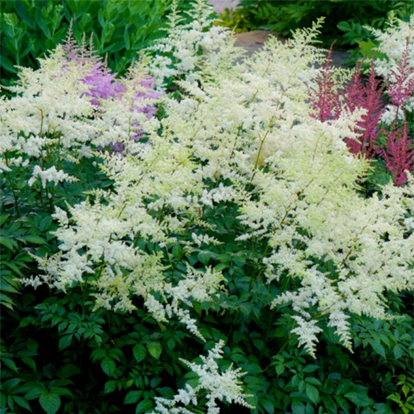 Astilbe Rock and Roll (Flowering)