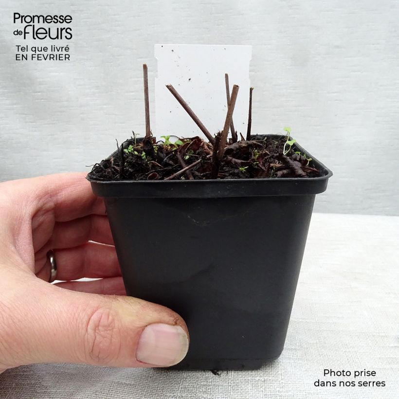Astilbe Rock and Roll 8/9 cm pot sample as delivered in winter