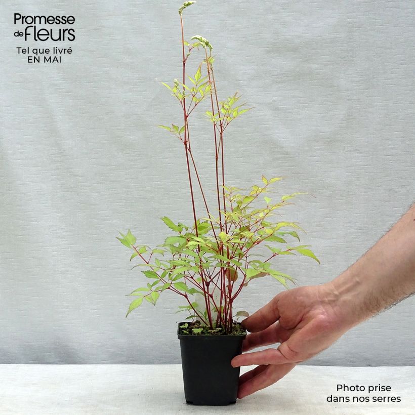 Astilbe Rock and Roll 8/9 cm pot sample as delivered in spring