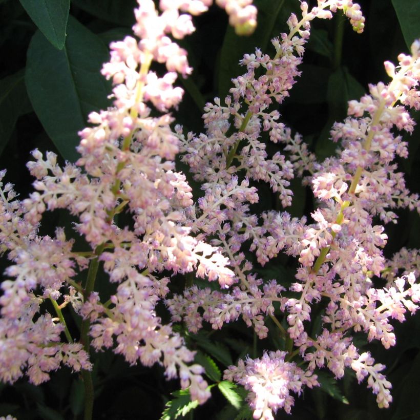 Astilbe arendsii Rosa Perle (Flowering)