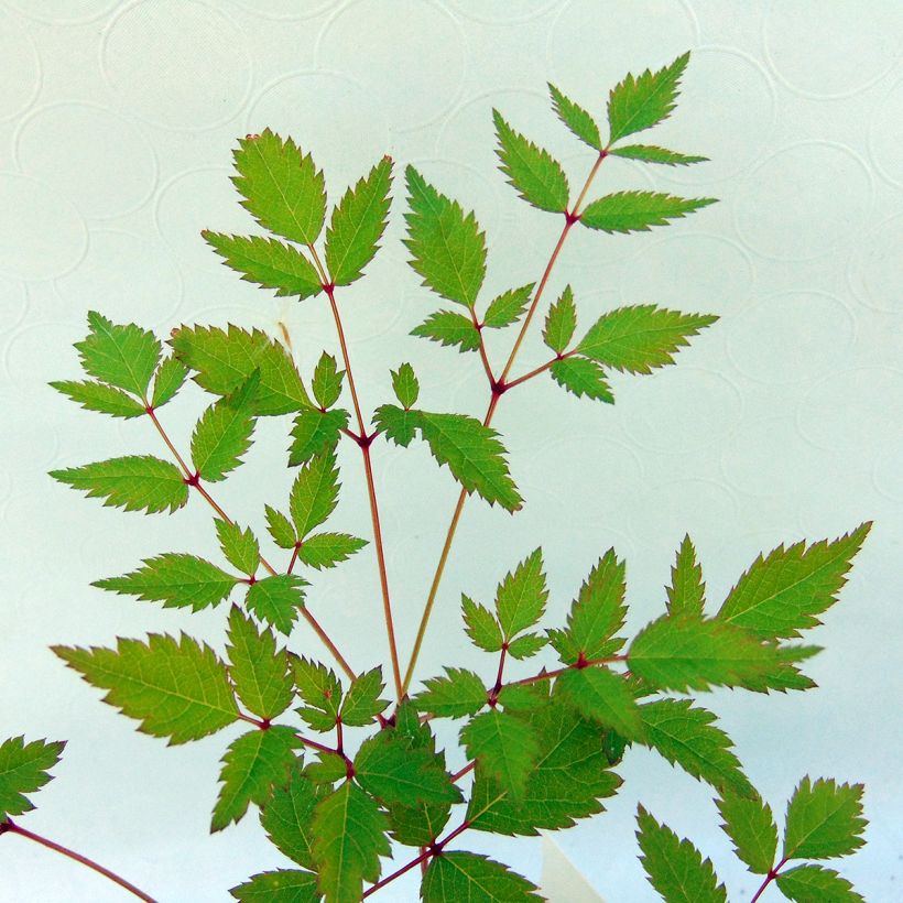 Astilbe arendsii Walkure (Foliage)