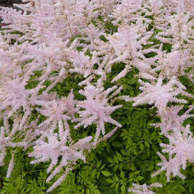 Astilbe arendsii Walkure (Flowering)