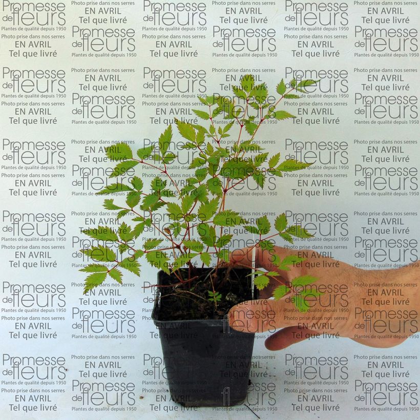 Example of Astilbe arendsii Walkure 8/9 cm pot specimen as delivered