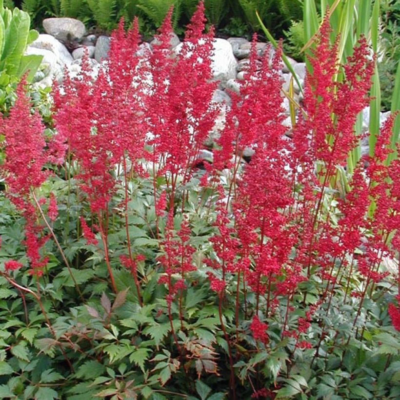 Astilbe Fanal (Plant habit)