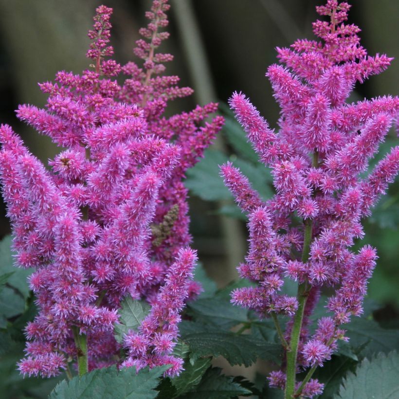 Astilbe chinensis - Chinese Astilbe (Flowering)