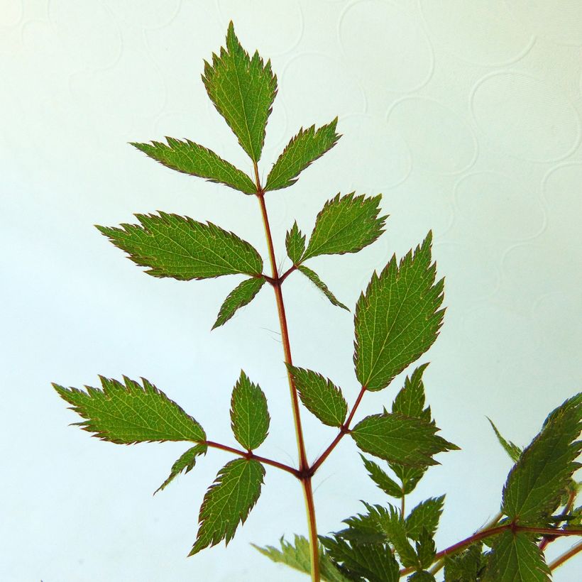 Astilbe chinensis Pumila (Foliage)