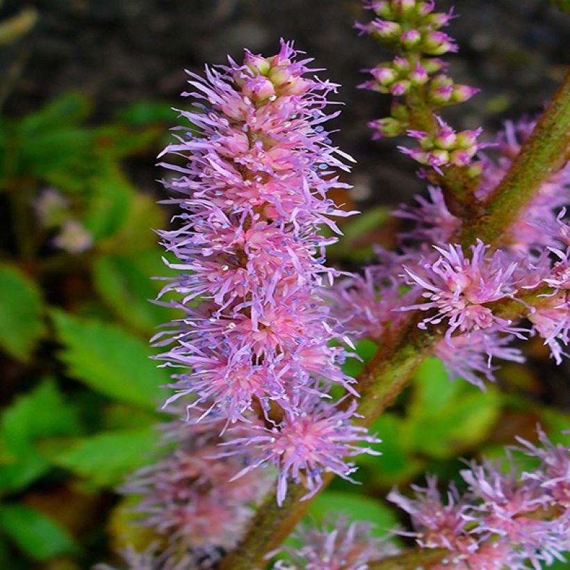 Astilbe chinensis Pumila (Flowering)