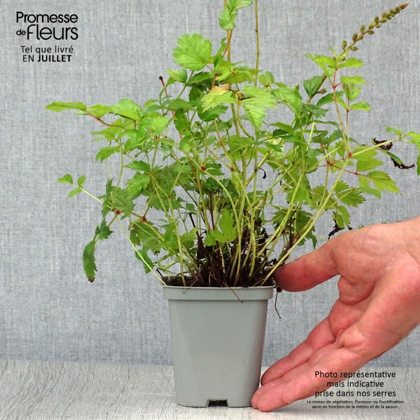 Astilbe chinensis Pumila 8/9 cm pot sample as delivered in summer