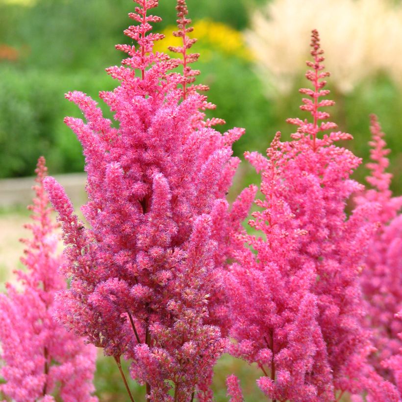 Astilbe chinensis 'Veronica Klose' (Flowering)