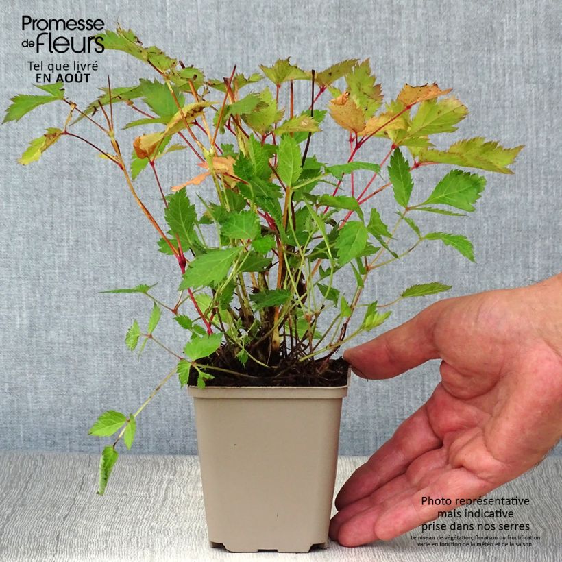 Astilbe chinensis 'Veronica Klose' 8/9 cm pot sample as delivered in summer