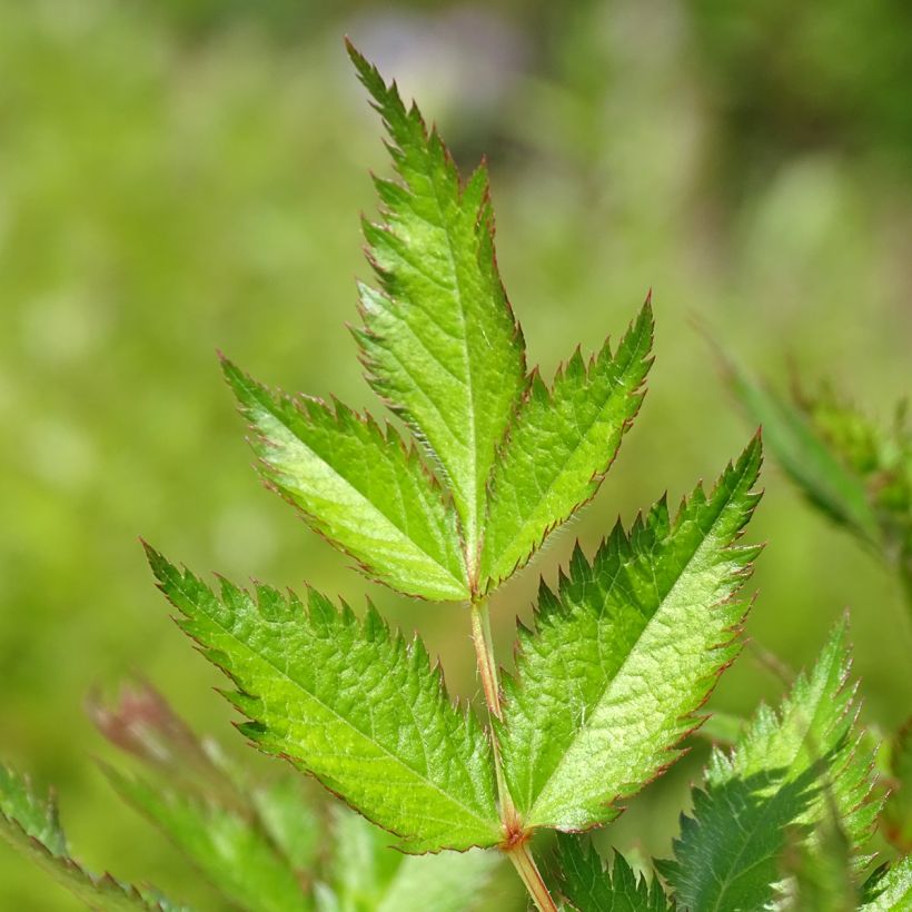 Astilbe chinensis Visions - Chinese Astilbe (Foliage)