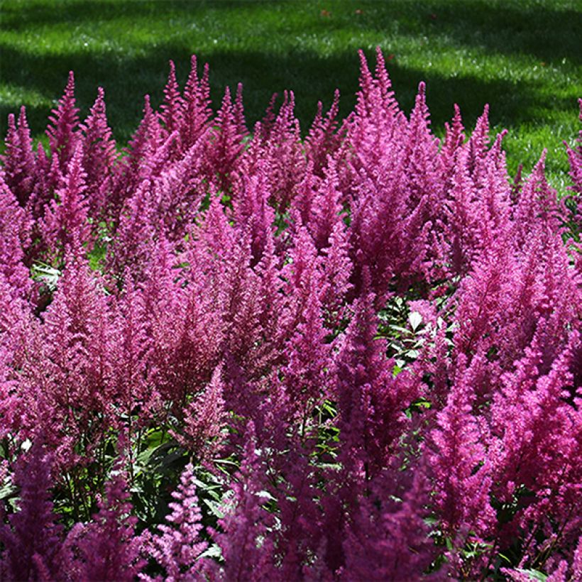 Astilbe chinensis Visions - Chinese Astilbe (Flowering)